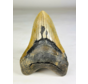 Dente di Megalodon 'The Piece' (USA) - 13,9 cm