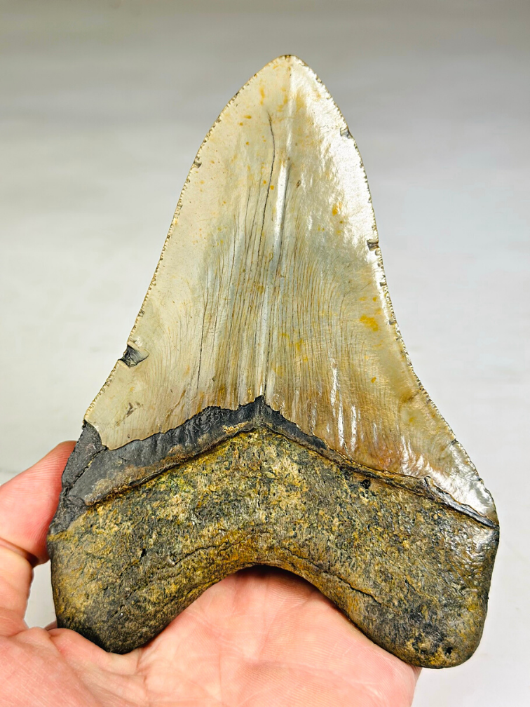 Dente di Megalodon 'The Piece' (USA) - 13,9 cm