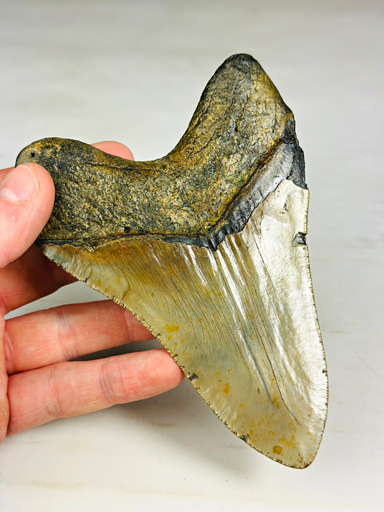 Dente di Megalodon 'The Piece' (USA) - 13,9 cm