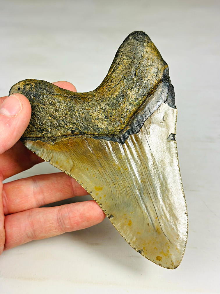 Megalodon tooth 'The Piece' (US) - 13,9 cm