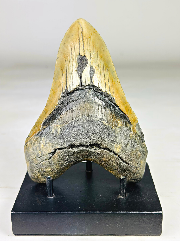 Megalodon tooth 'The Piece' (US) - 13,9 cm