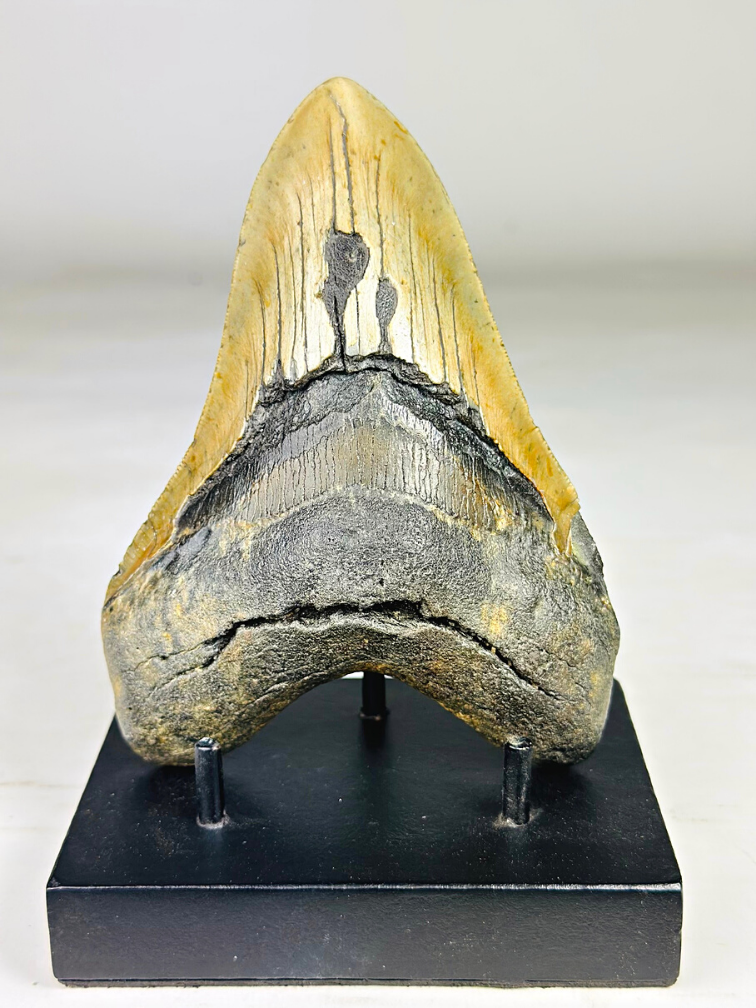 Megalodon-Zahn 'The Piece' (US) - 13,9 cm