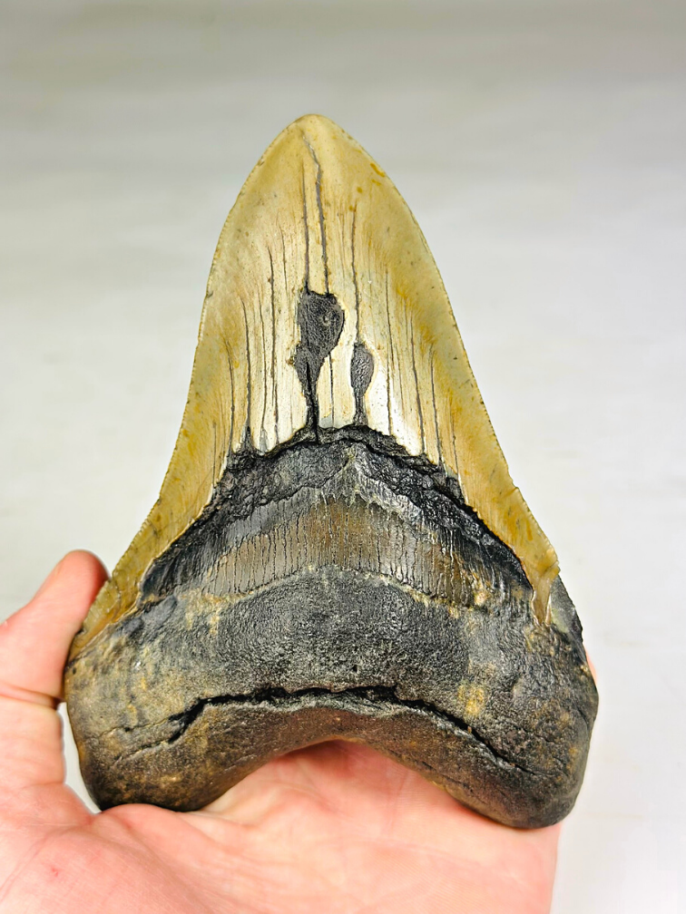 Dent de Megalodon "The Piece" (US) - 13,9 cm