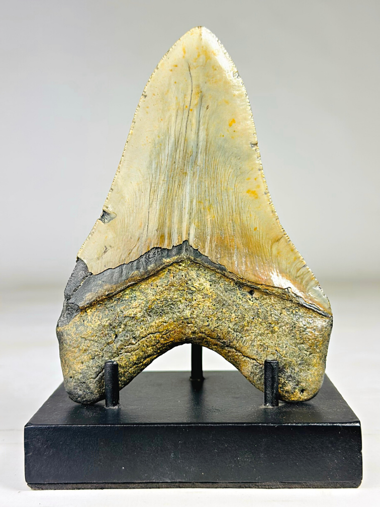 Dent de Megalodon "The Piece" (US) - 13,9 cm