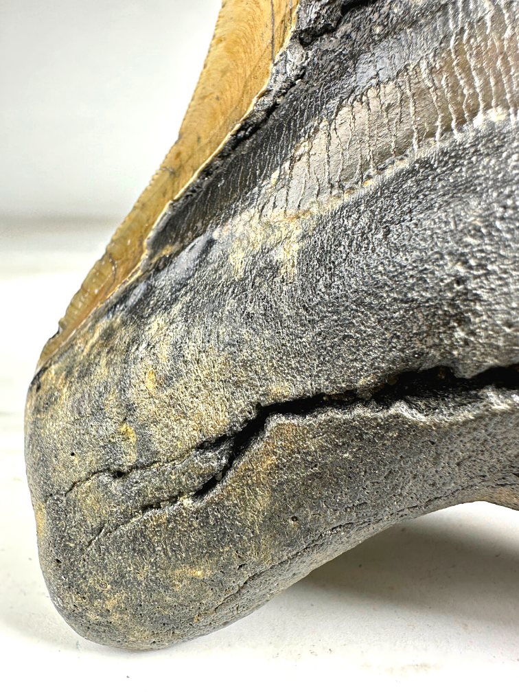 Dente di Megalodon 'The Piece' (USA) - 13,9 cm