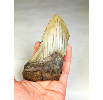 Dent de Megalodon "The Bishop" (US) - 12,4 cm