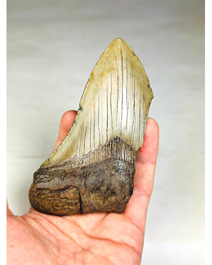 Dent de Megalodon "The Bishop" (US) - 12,4 cm