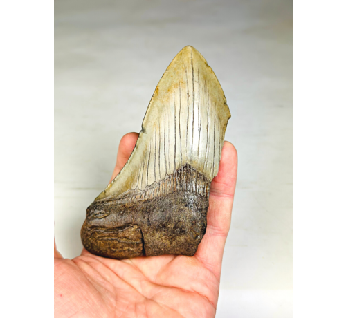 Dente di Megalodon 'The Bishop' (USA) - 12,4 cm