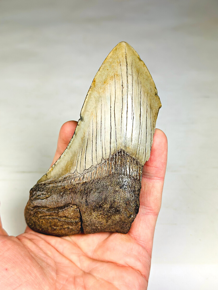 Dent de Megalodon "The Bishop" (US) - 12,4 cm