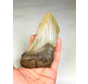 Dente di Megalodon 'The Bishop' (USA) - 12,4 cm