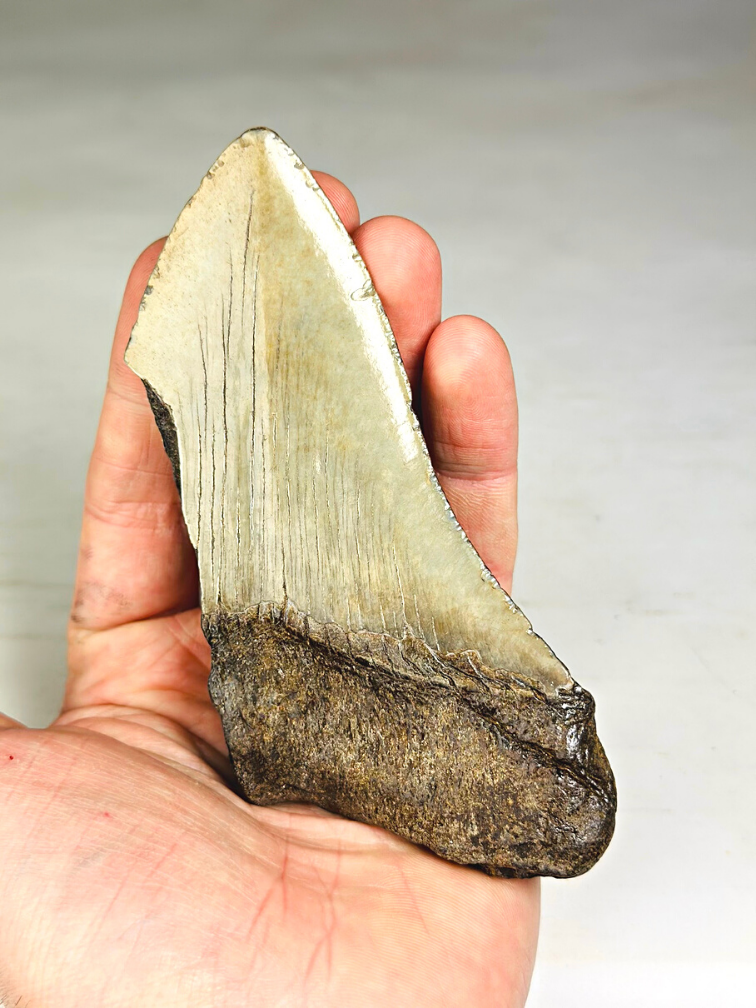 Dente di Megalodon 'The Bishop' (USA) - 12,4 cm