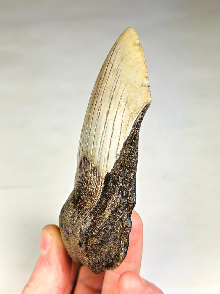 Dente di Megalodon 'The Bishop' (USA) - 12,4 cm