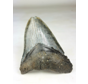 Megalodon tooth "Shadow Veil" (US) - 13.8 cm