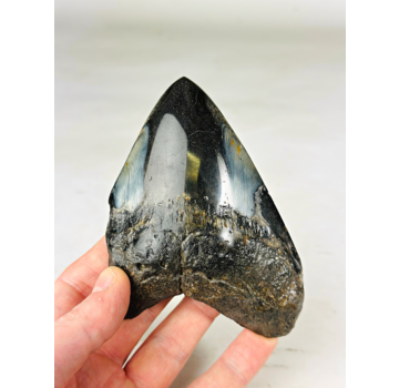 Dente di Megalodon "Sea of Darkness" (USA) - 12 cm