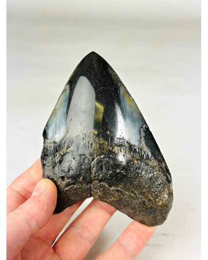 Dente di Megalodon "Sea of Darkness" (USA) - 12 cm