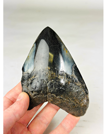 Megalodon Tooth "Sea of Darkness" (US) - 12 cm