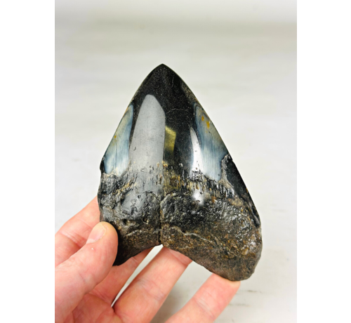 Megalodon Tooth "Sea of Darkness" (US) - 12 cm