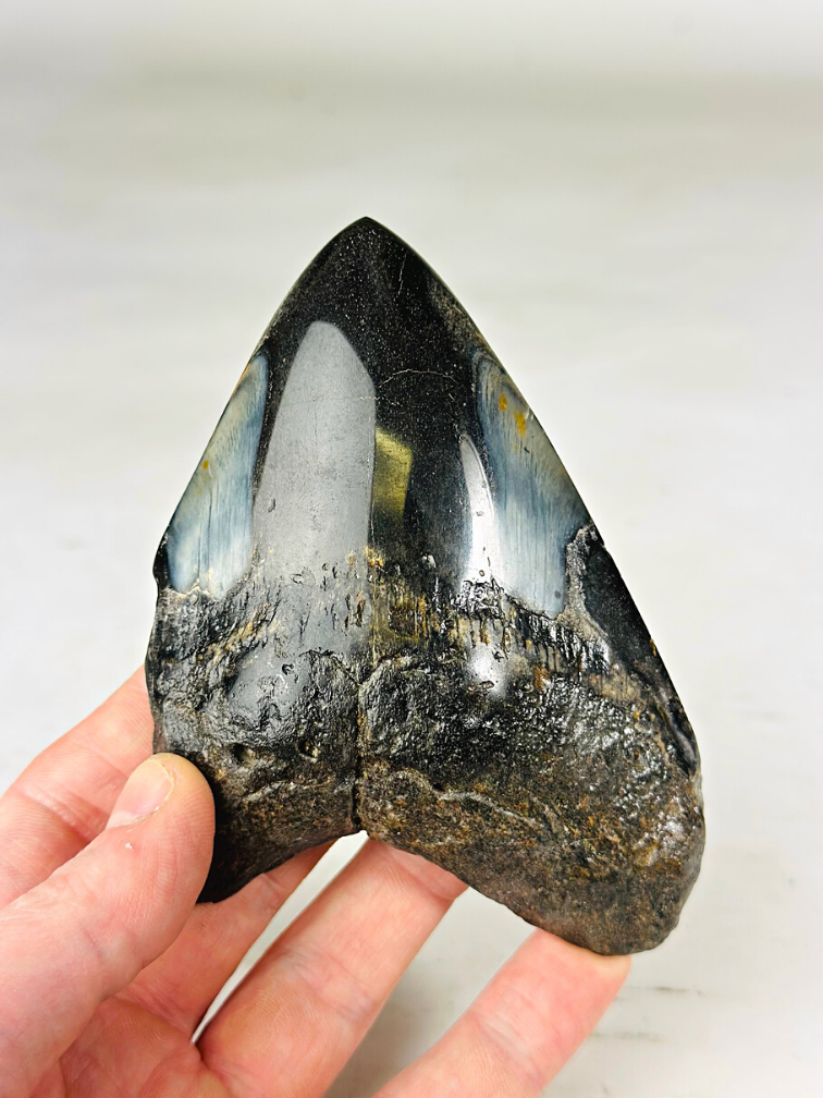 Dente di Megalodon "Sea of Darkness" (USA) - 12 cm