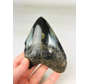 Megalodon Tooth "Sea of Darkness" (US) - 12 cm