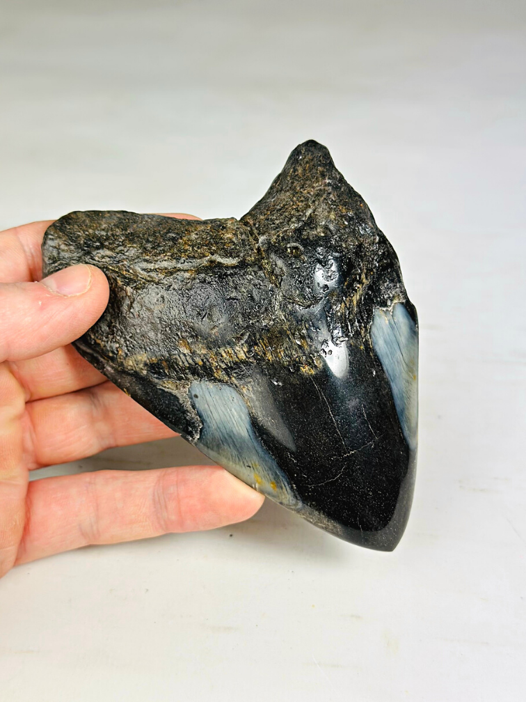 Megalodon Tooth "Sea of Darkness" (US) - 12 cm