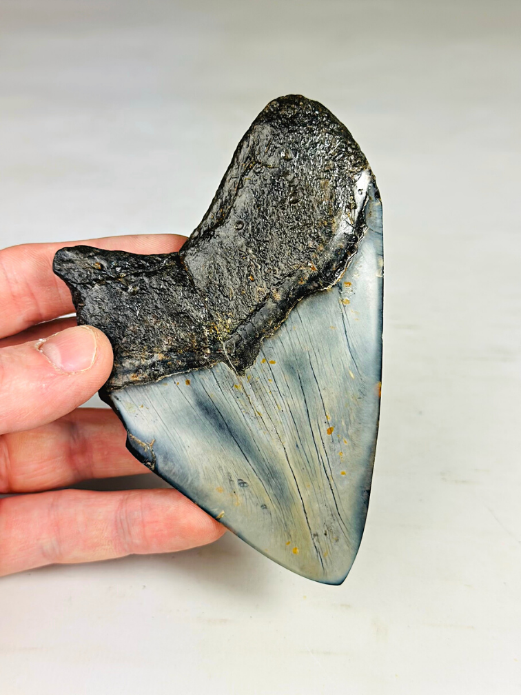 Megalodon Tooth "Sea of Darkness" (US) - 12 cm