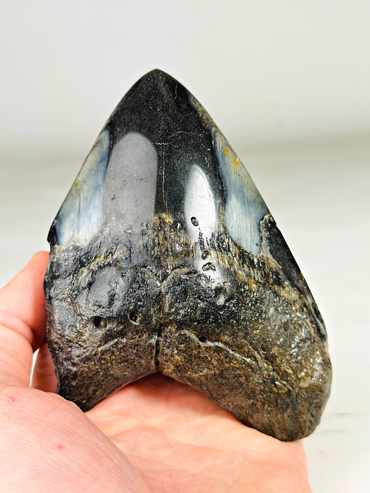 Megalodon Tand "Sea of Darkness" (VS) - 12  cm