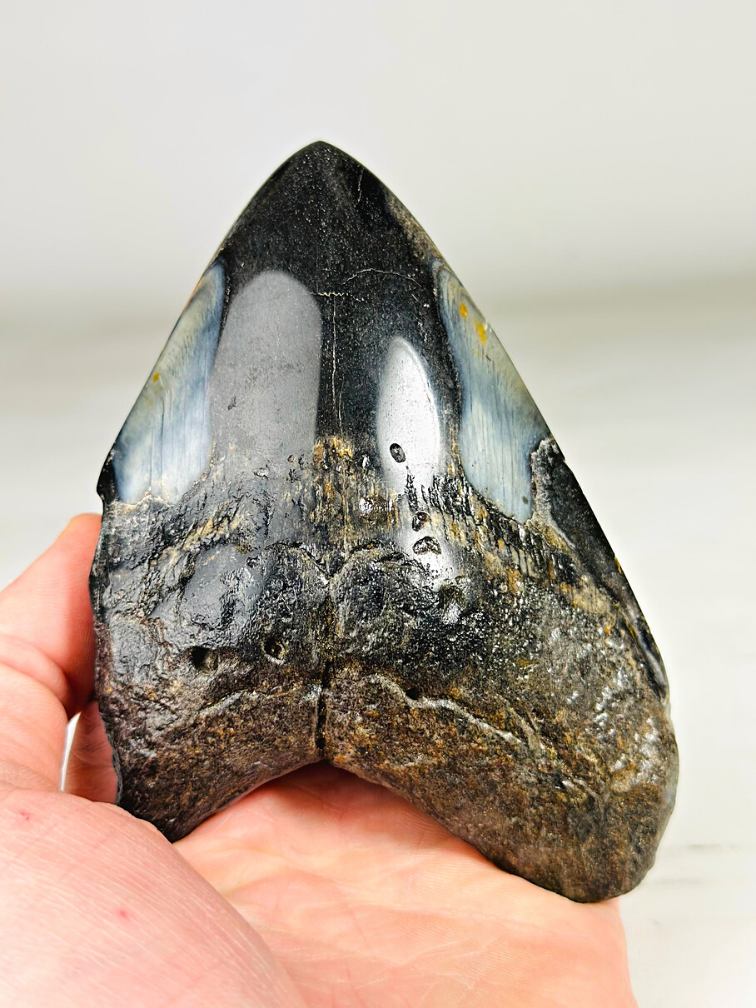 Megalodon Tooth "Sea of Darkness" (US) - 12 cm