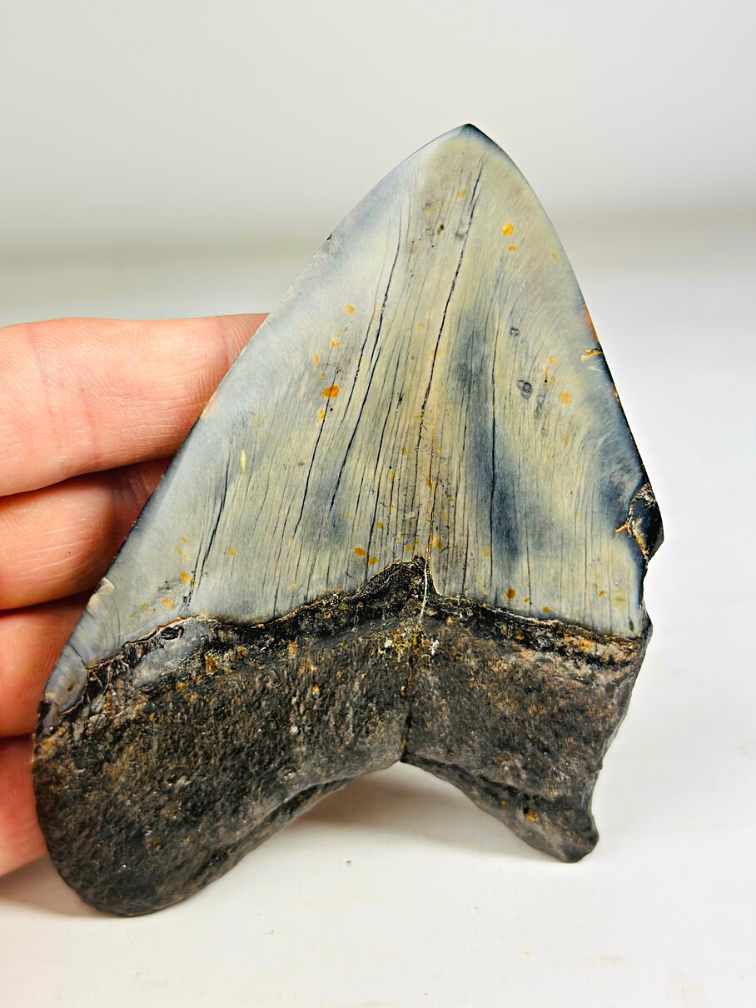 Dente di Megalodon "Sea of Darkness" (USA) - 12 cm