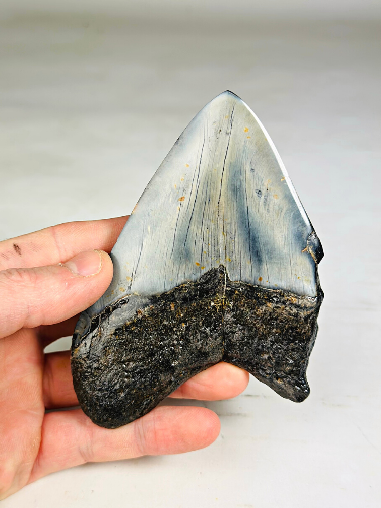 Dente di Megalodon "Sea of Darkness" (USA) - 12 cm