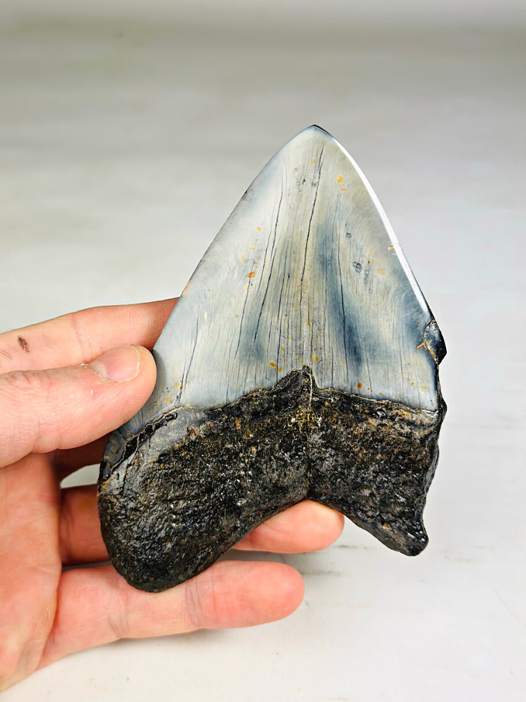 Megalodon Tooth "Sea of Darkness" (US) - 12 cm