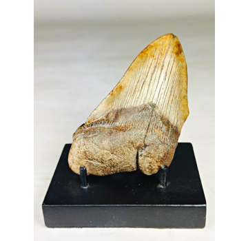Megalodon tooth "The Ironworker" (VS) 12,2 cm