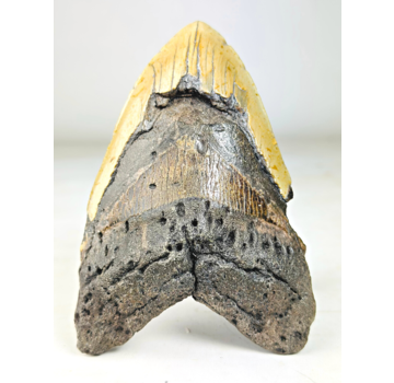 Dent de Megalodon "The Unique Horn" (USA) - 13,5 cm