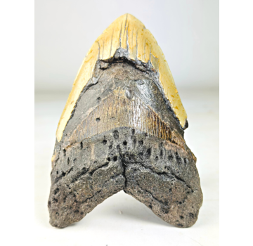 Megalodon tand "The Unique Horn" (USA) - 13,5 cm