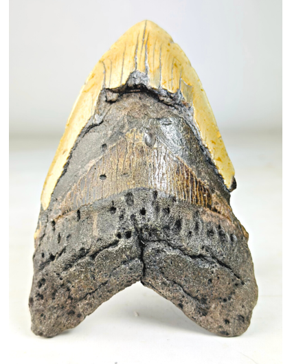 Megalodon tooth "The Unique Horn" (USA) - 13,5 cm