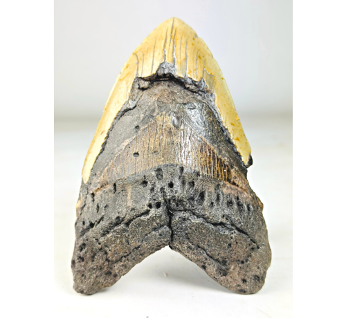 Dente di Megalodon "The Unique Horn" (USA) - 13,5 cm