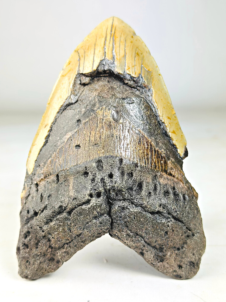 Dent de Megalodon "The Unique Horn" (USA) - 13,5 cm