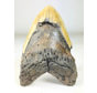 Megalodon tooth "The Unique Horn" (USA) - 13,5 cm