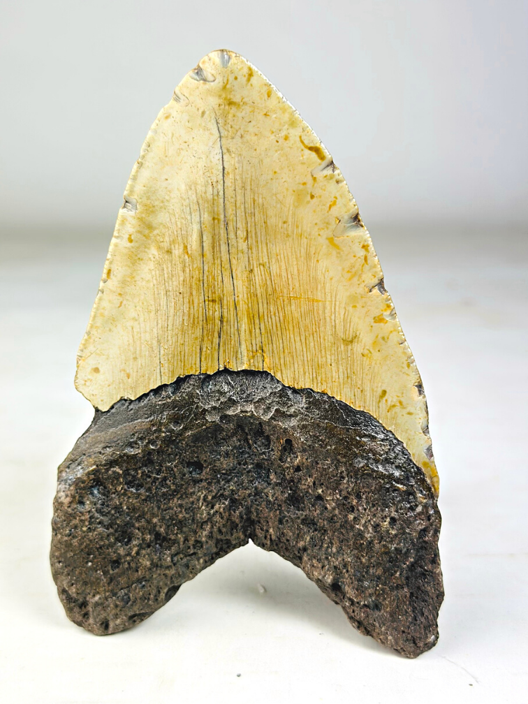 Dente di Megalodon "The Unique Horn" (USA) - 13,5 cm