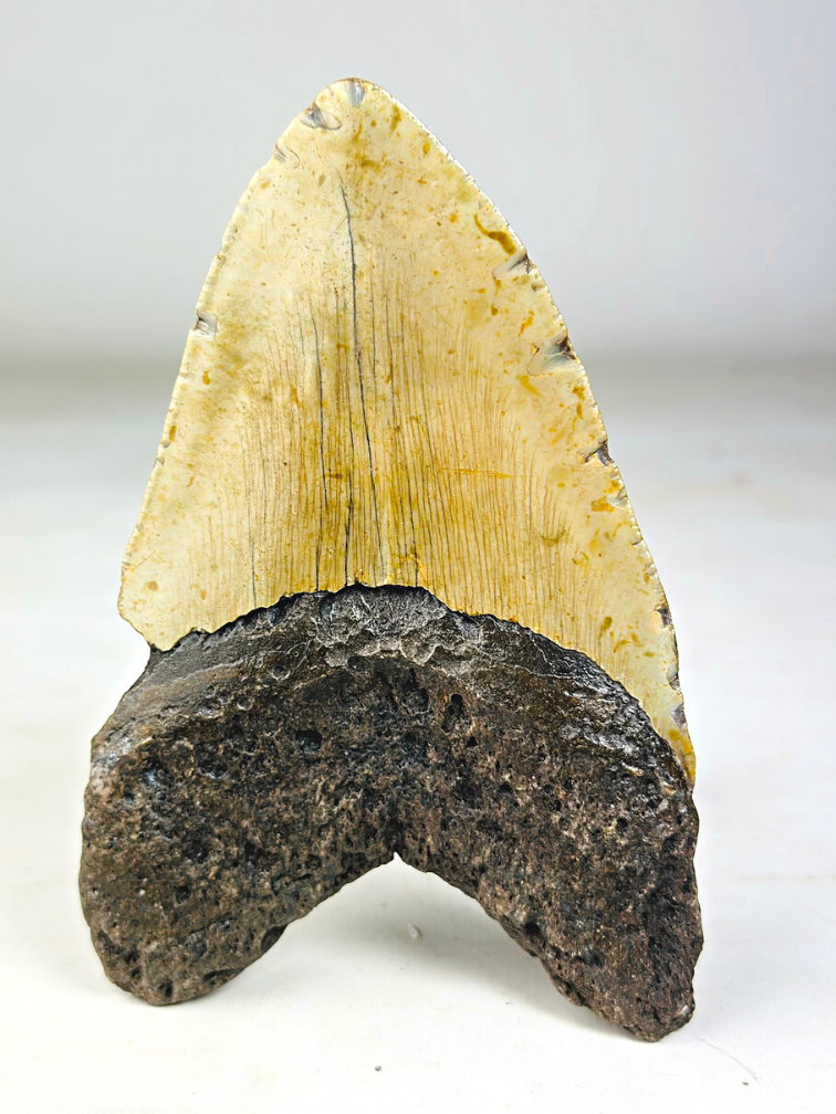 Megalodon tand "The Unique Horn" (USA) - 13,5 cm