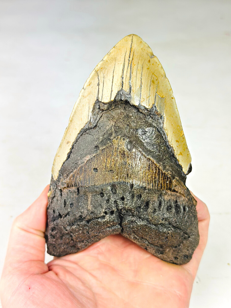 Dente di Megalodon "The Unique Horn" (USA) - 13,5 cm