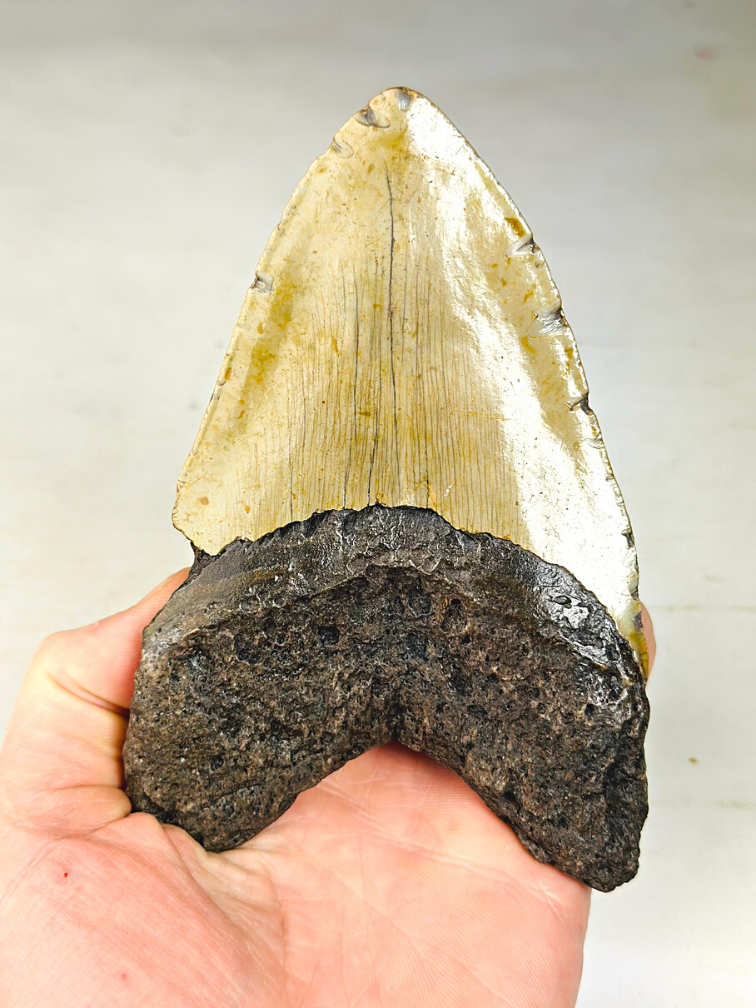 Dente di Megalodon "The Unique Horn" (USA) - 13,5 cm