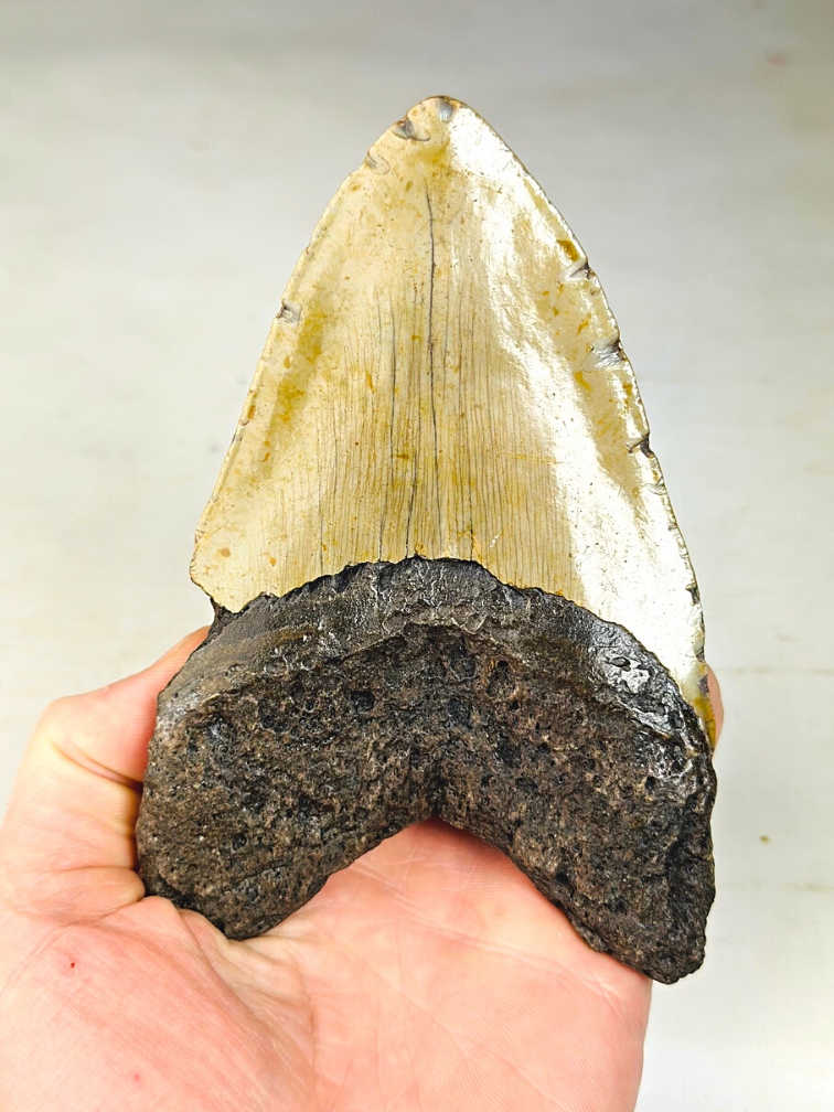Diente de Megalodon "The Unique Horn" ( USA) - 13,5 cm
