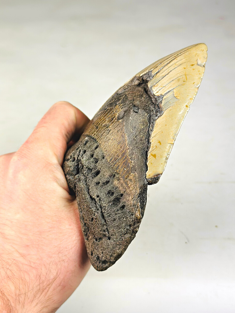 Dente di Megalodon "The Unique Horn" (USA) - 13,5 cm