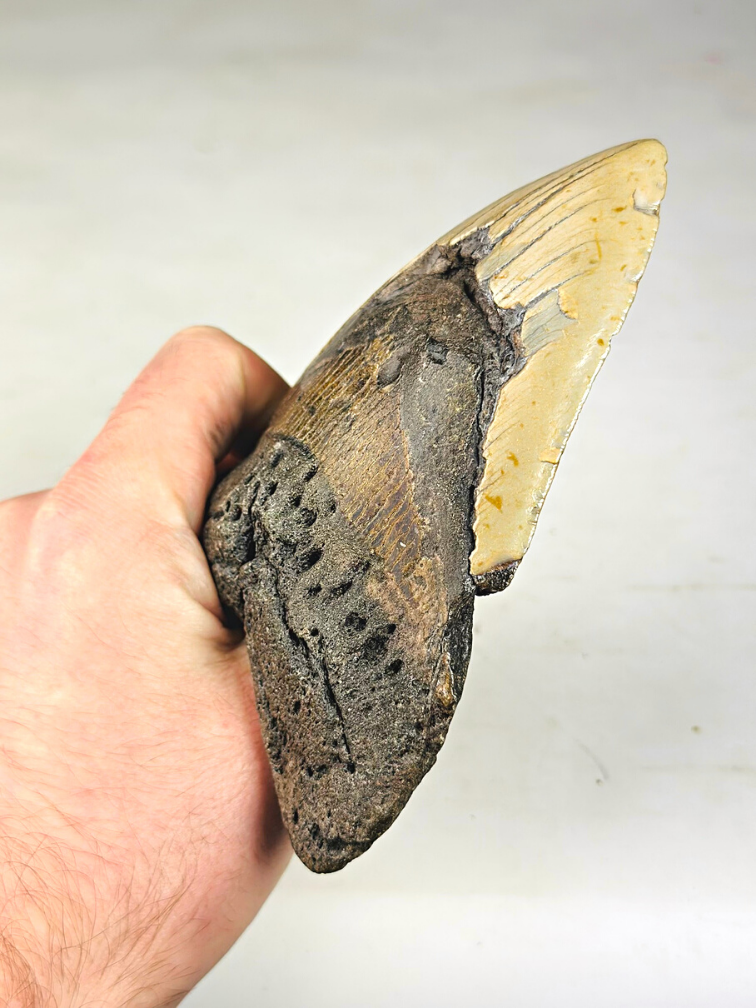 Diente de Megalodon "The Unique Horn" ( USA) - 13,5 cm