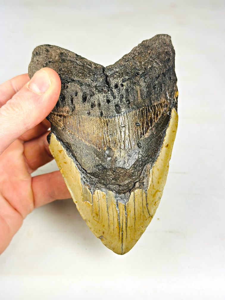 Dent de Megalodon "The Unique Horn" (USA) - 13,5 cm