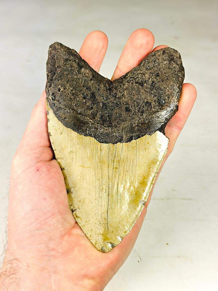 Dente di Megalodon "The Unique Horn" (USA) - 13,5 cm