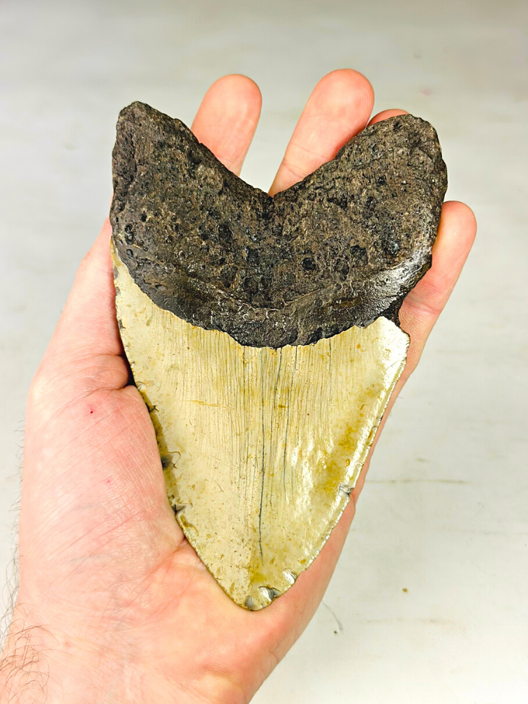 Megalodon tand "The Unique Horn" (USA) - 13,5 cm