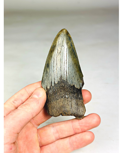 Megalodon tooth "The Darkness" (US) - 10 cm