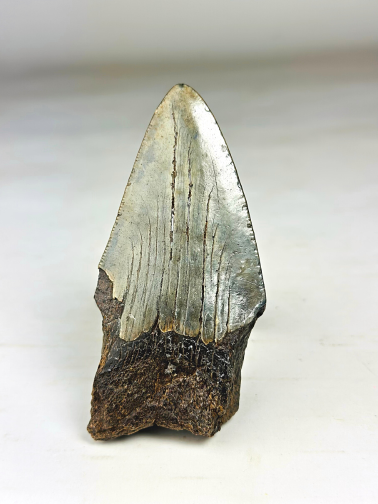 Megalodon tooth "The Darkness" (US) - 10 cm