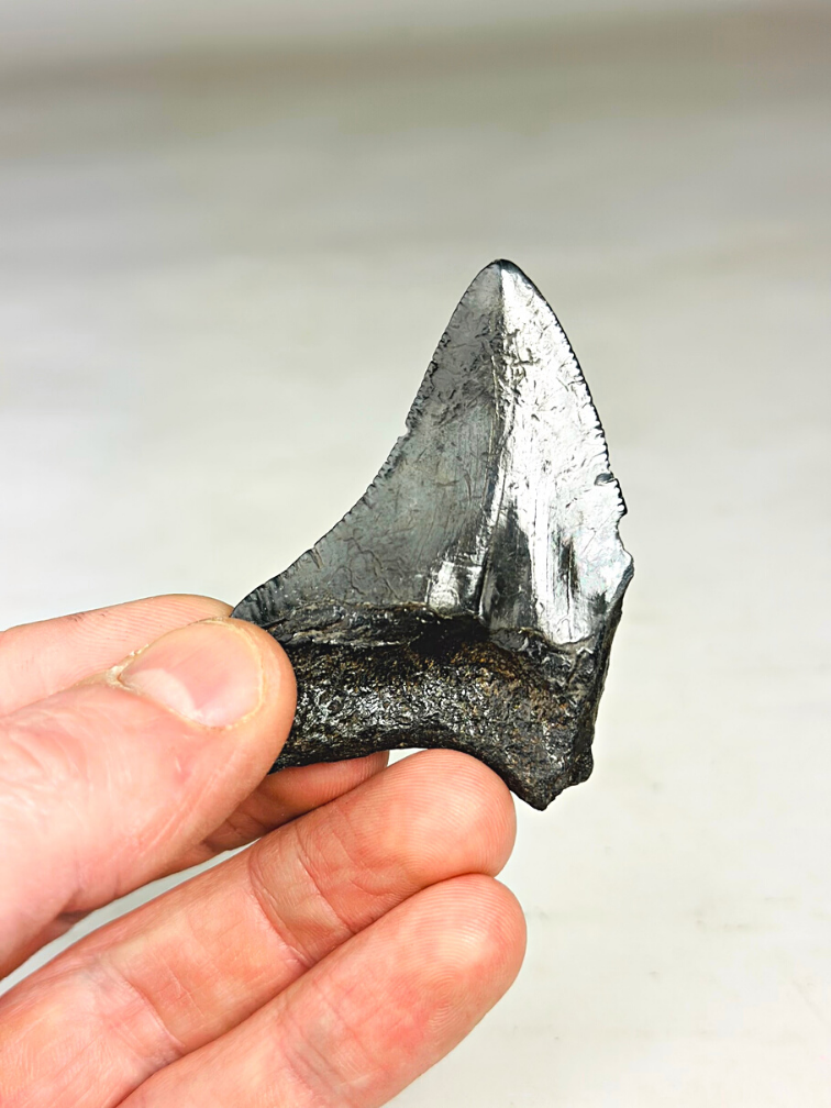 Grauer" Megalodon-Zahn "Single Horned Bull" (US) - 6,3 cm
